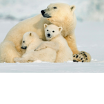 Amazing Polar bear club!