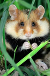 Hamster looking into ur soul