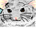 Chinchilla Crazy kids