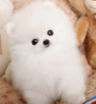 #보이 팬그룹