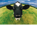 the funkiest cows