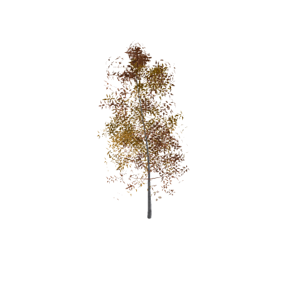 nordic tree