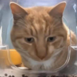 Enter if u have my dream pet