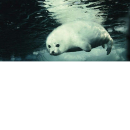 Seal Obby
