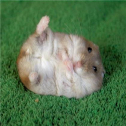 Cute hamster remberince Roblox decal