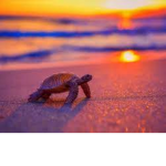 Relaxed Turtles