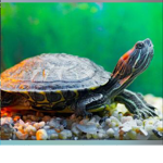 Turtle uprising