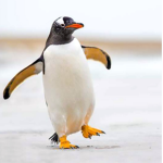 The Penguin Army Club!!
