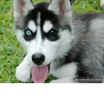 wolf pup squad