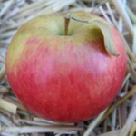 Team apple :D