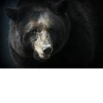 black.bear.studios