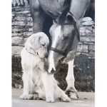 Horse love and Puppy love :D