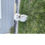 Puppy fluffy club