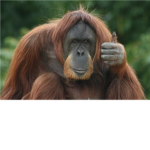 were monkey approved