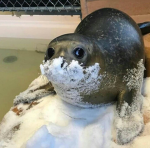 sea wonder