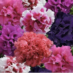 Petunia Passion