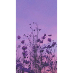 Purple Lounge
