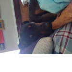 My dog bridgette group