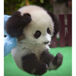 Panda Border