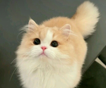 +|cats are the best|+