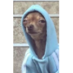 Dog Oddy
