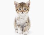 KittyKatKlub