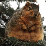 Squirrel_Club!