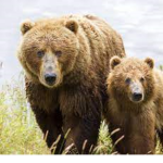 Bears community <3