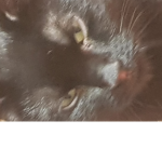 tybukas boos