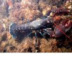 Sea Lobster Productions