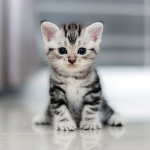 KatzenKings