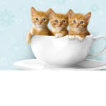 Kitty Squard