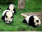 Francesco Panda