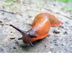 Sluggy Group