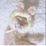 Honestly nothing just kitty stuff <3
