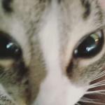 Kittycat squad friendship
