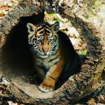 Tiger the fighter fan club
