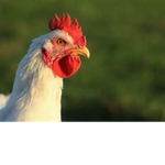 chickens forever!