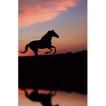 Sunny Equestrian!