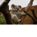 Koala's forever!