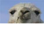 The Llama chat group