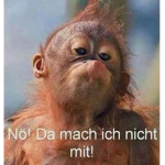 Die freshen und coolen