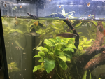 Fish is the best -