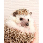 The Hedgehog Yt!