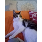 RŞ grubu