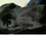 Bigbanna