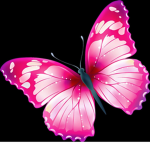 The frog and butterfly group