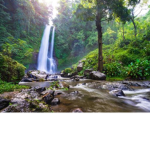 The Jungle Republic