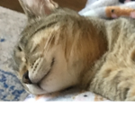 Cats are the best best CATS