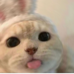 Fluffy cats With bts
